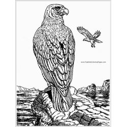 Águila #91