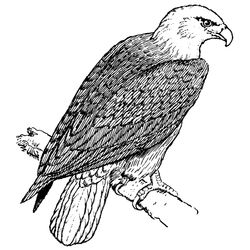 Águila #95