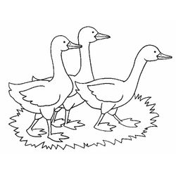 Animales de granja #339