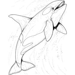 Animales marinos #398