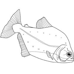 Animales marinos #424