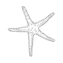 Animales marinos #441