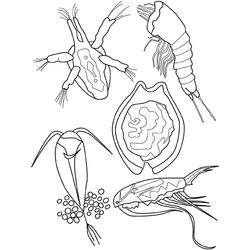 Animales marinos #442
