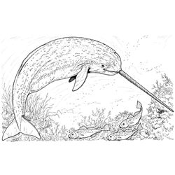 Animales marinos #447