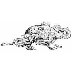 Animales marinos #459