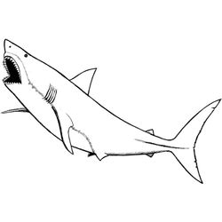 Animales marinos #505