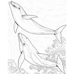 Animales marinos #507