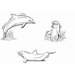 Animales marinos #514