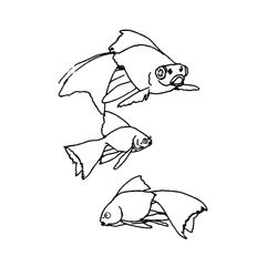 Animales marinos #518