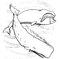 Animales marinos #520