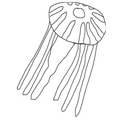 Animales marinos #526