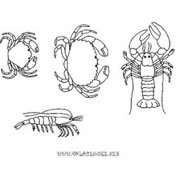 Animales marinos #529