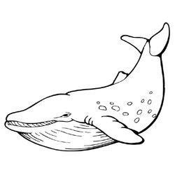 Animales marinos #534
