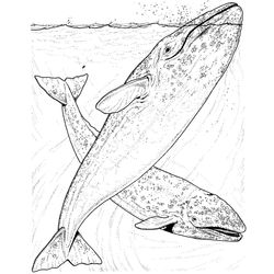 Animales marinos #545