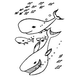 Animales marinos #547