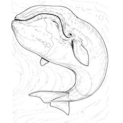 Animales marinos #562