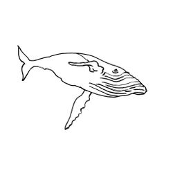 Animales marinos #568