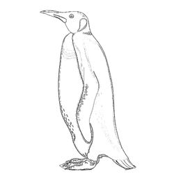 Animales marinos #584