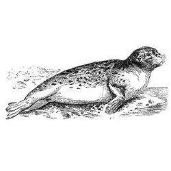Animales marinos #587