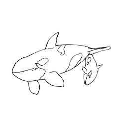 Animales marinos #596