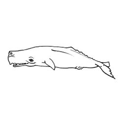 Animales marinos #611