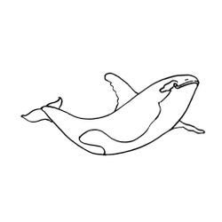 Animales marinos #616