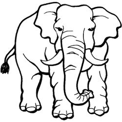 Animales salvajes / de la selva #645