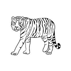 Animales salvajes / de la selva #651