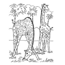 Animales salvajes / de la selva #656