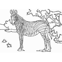 Animales salvajes / de la selva #665