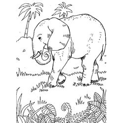 Animales salvajes / de la selva #679