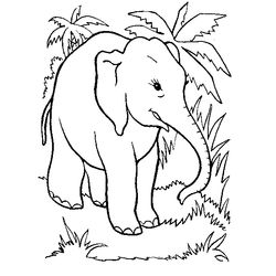 Animales salvajes / de la selva #695