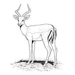 Animales salvajes / de la selva #721