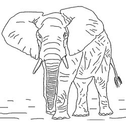 Animales salvajes / de la selva #724