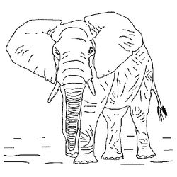 Animales salvajes / de la selva #772