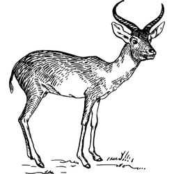 Antílope #806