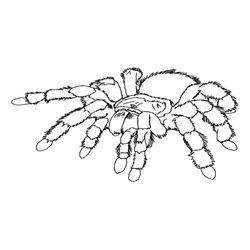 Araña #846