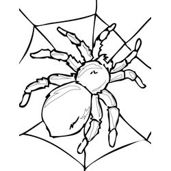 Araña #848