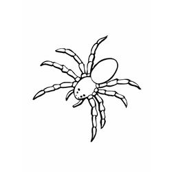 Araña #849