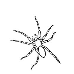 Araña #853