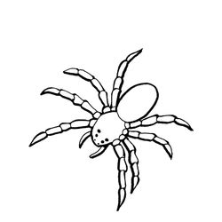Araña #858