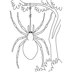 Araña #860