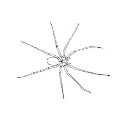 Araña #862