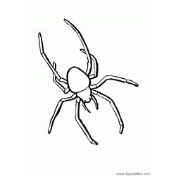 Araña #864