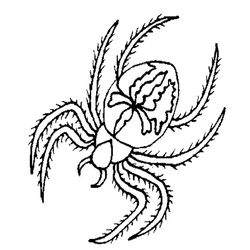 Araña #865