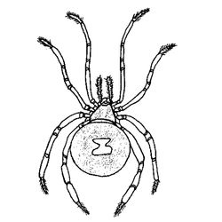 Araña #866