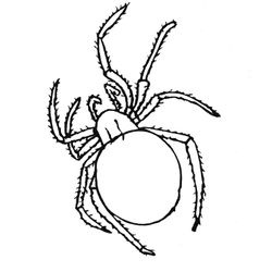 Araña #867