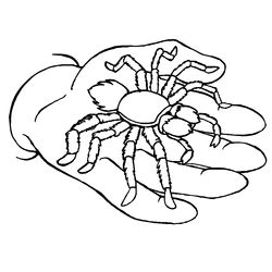 Araña #871