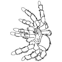 Araña #874