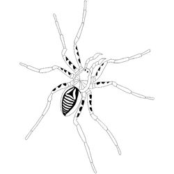 Araña #876